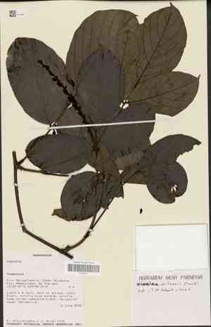 Wilson's clusterpea(Dioclea wilsonii)