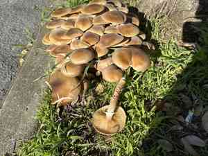 Honey fungus(Armillaria mellea)
