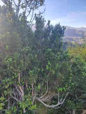 Boxes (Buxus)(Buxus)