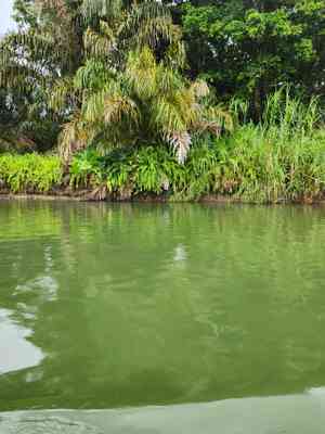 Raffia palms (Raphia)(Raphia)