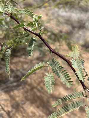 Velvet mesquite(Prosopis velutina)