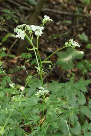 East asian ostericum(Ostericum sieboldii)