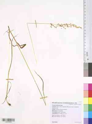 Siberian oatgrass(Trisetum sibiricum)