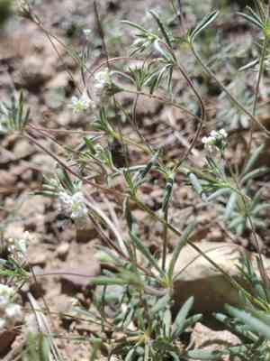 Wirestem buckwheat(Eriogonum pharnaceoides)