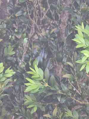 Boxes (Buxus)(Buxus)