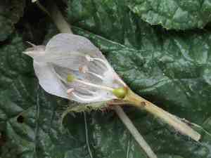 Mandrakes (Mandragora)(Mandragora)