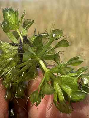 Aldrovanda (Aldrovanda)(Aldrovanda)