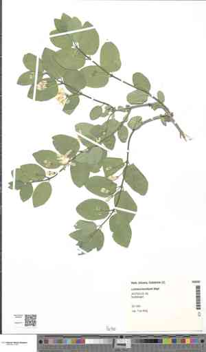 Blue-leaf honeysuckle(Lonicera korolkowii)