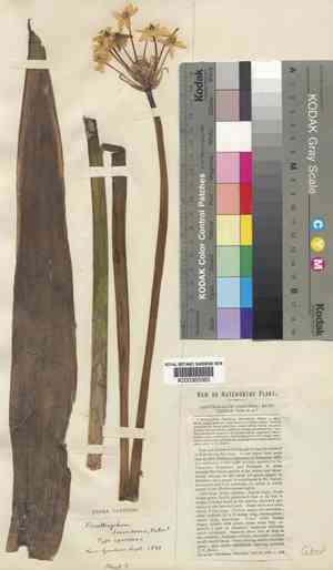 Transvaal chincherinchee(Ornithogalum saundersiae)