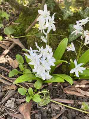 White squill(Scilla mischtschenkoana)