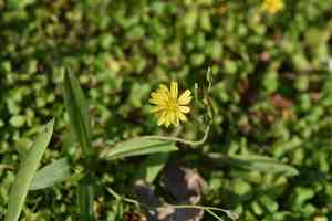 Yellow bristle-hair ixeris(Ixeris chinensis)