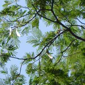 Cebil, Curupay, Angico(Anadenanthera colubrina)