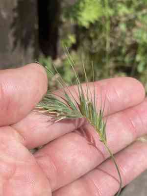 Mosquitograss (Dasypyrum)(Dasypyrum)