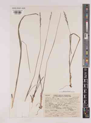 Blackseed ricegrass(Oryzopsis racemosa)