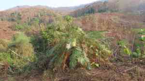 Cycas (Cycas)(Cycas)