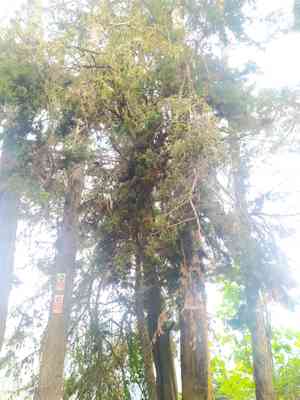 Mexican cypress(Cupressus lusitanica)