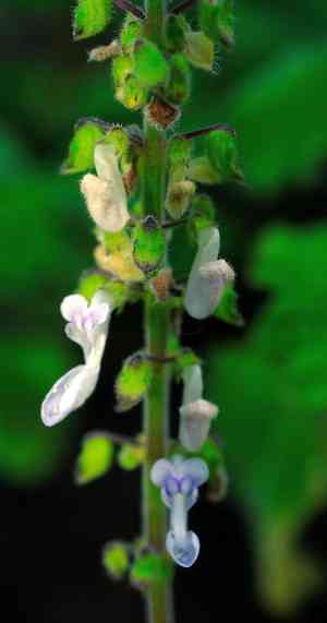 False Boldo, Plectranthus hadiensis(Coleus hadiensis)