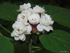 Glorybowers (Clerodendrum)(Clerodendrum)