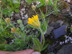 Anthyllis (Anthyllis)(Anthyllis)