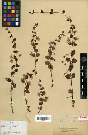 Garden loosestrife(Lysimachia christiniae)