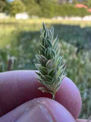 Phalaris (Phalaris)(Phalaris)