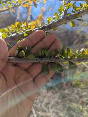 Wild lime (Adelia)(Adelia)
