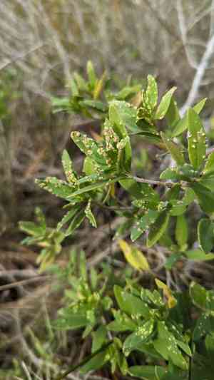 Marsh elders (Iva)(Iva)