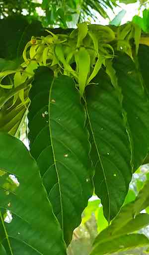 Cananga (Cananga)(Cananga)