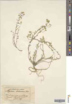 Alyssum tortuosum(Alyssum tortuosum)