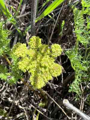 Turpentine wavewing(Pteryxia terebinthina)