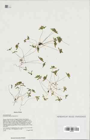 Kingdonia uniflora(Kingdonia uniflora)