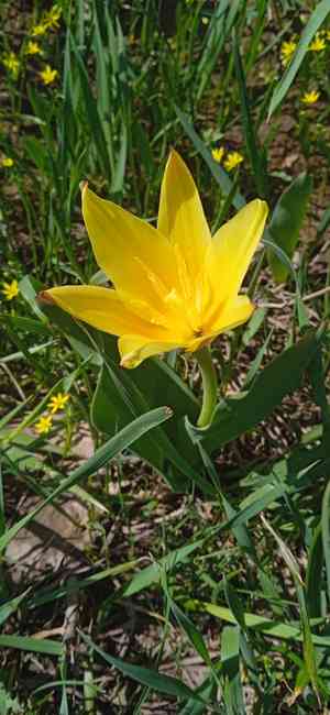 Water-lily tulip(Tulipa kaufmanniana)