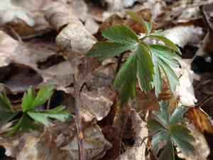 Wood anemone(Anemone nemorosa)