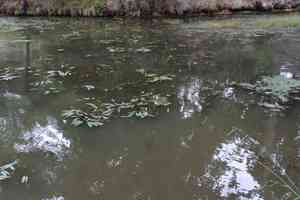 Aponogeton (Aponogeton)(Aponogeton)