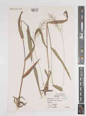 Roundseed panicgrass(Panicum polyanthes)