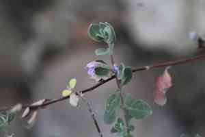 Rosemary-mint (Poliomintha)(Poliomintha)