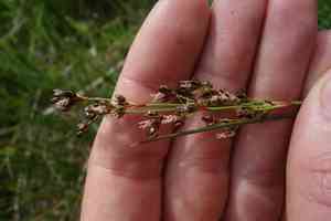 Saltmeadow rush(Juncus gerardii)