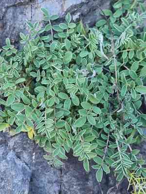 Anthyllis (Anthyllis)(Anthyllis)