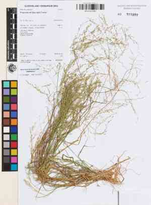 Teff(Eragrostis tef)