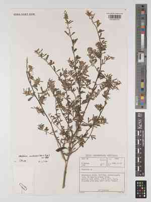 Otholobium candicans(Otholobium candicans)