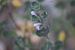 Rosemary-mint (Poliomintha)(Poliomintha)