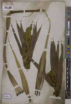 Pandans (Pandanus)(Pandanus)