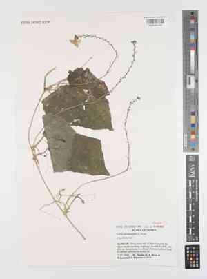 Chinese okra(Luffa acutangula)