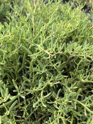 Turtleweed (Batis)(Batis)