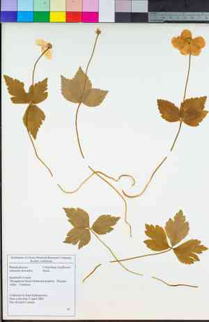 Columbian windflower(Anemone deltoidea)