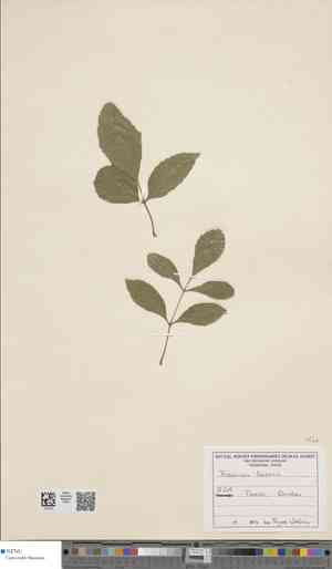Texas ash(Fraxinus texensis)