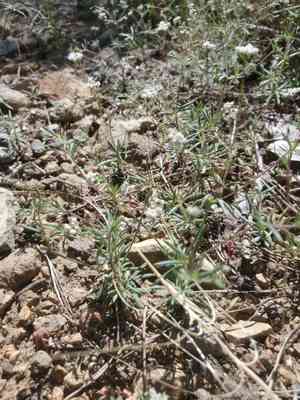 Wirestem buckwheat(Eriogonum pharnaceoides)