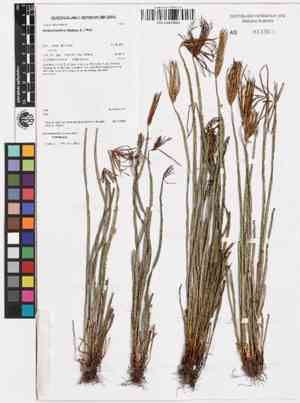 Actinostachys digitata(Actinostachys digitata)