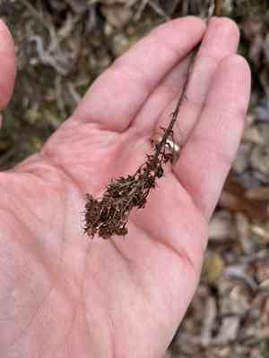 Camas (Amianthium)(Amianthium)