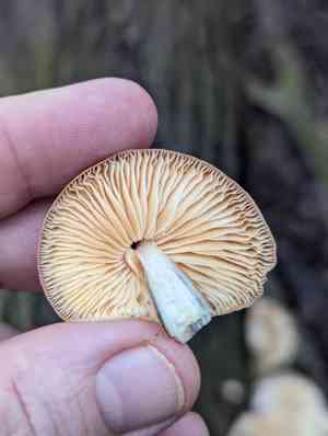 Enoki(Flammulina velutipes)